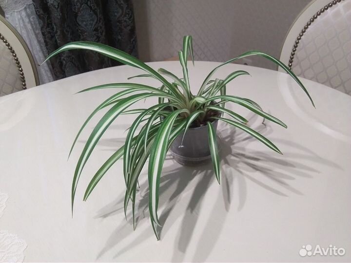 Комнатные цветы Аглаонема, Хлорофитум, Эписция