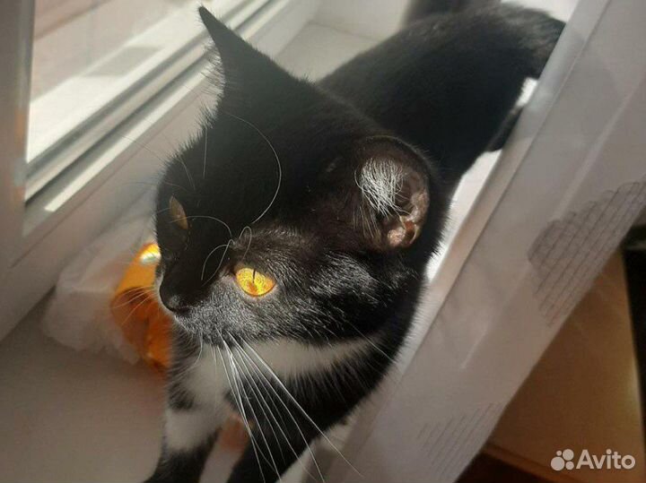 Кошечка британская метис черно-белого окраса в дар