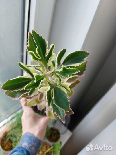 Каланхоэ вариегатное