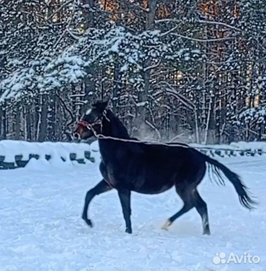 Кобыла