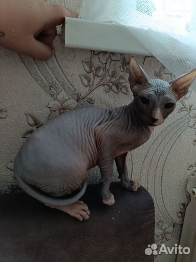 Донской сфинкс котята