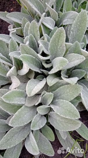 Цветы многолетники