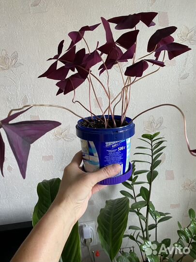 Комнатные цветы оксалис