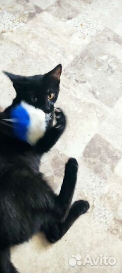 Черный котенок в добрые руки