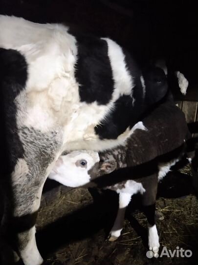 Корова с теленком