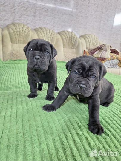 Щенки кане Корсо