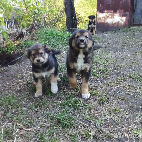 Отдам бесплатно щенки