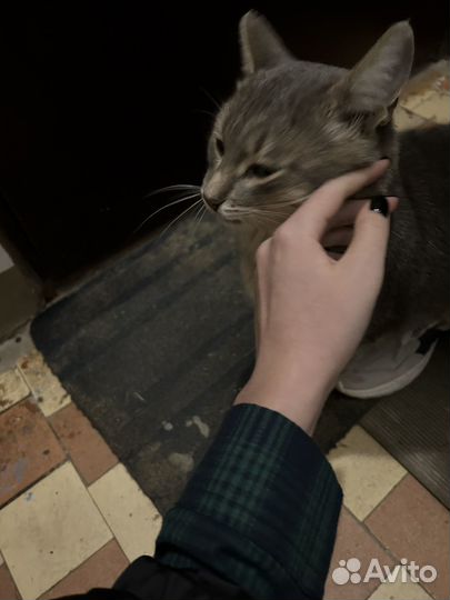 Кот