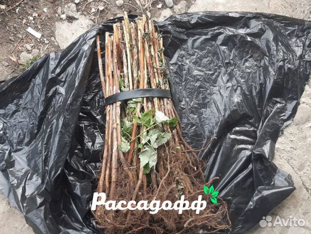 Саженцы малины. Крупная ягода