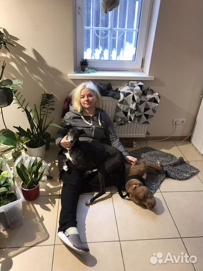 Груминг животных (стрижка животных, уход)