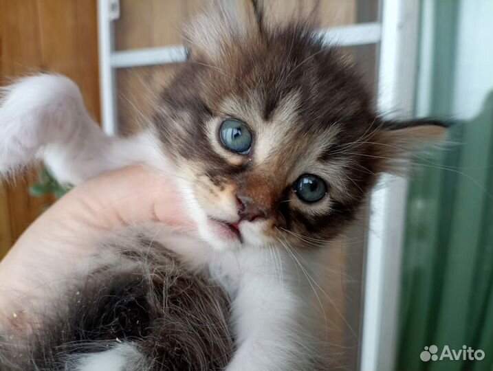 Котенок