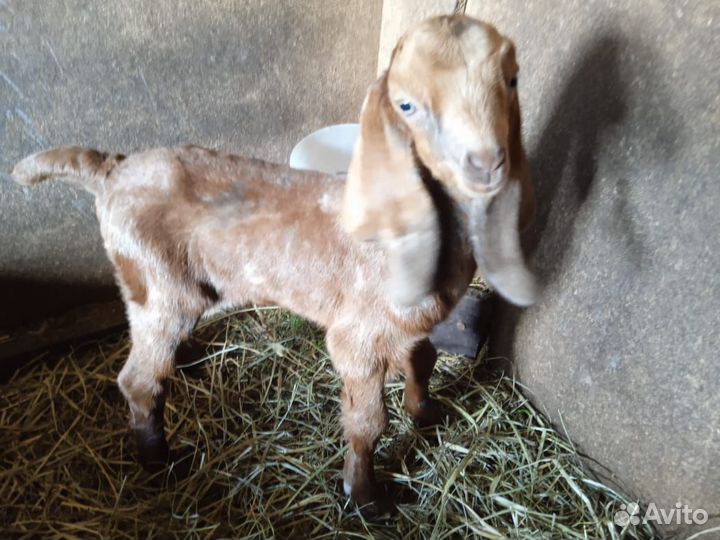 Козел Битал Камори, Козы нубийские