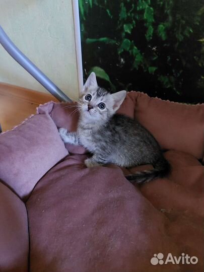 Котята в добрые руки приучены к лотку