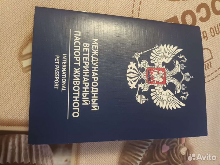 Шотландская прямоухая