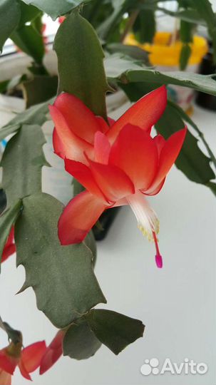 Декабрист красный