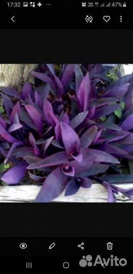 Хлорофитум и другие цветы