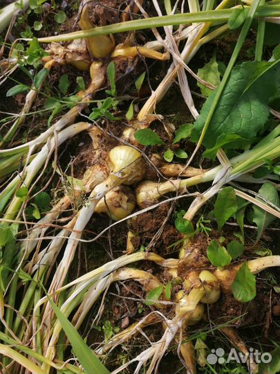 Лук севок многозачатковый семейный