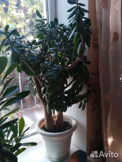 Денежное дерево - толстянка (живое дерево)