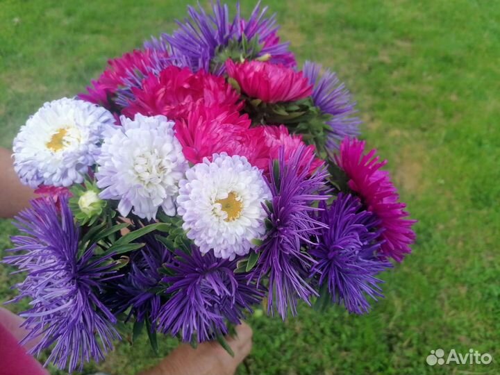 Букет из астр