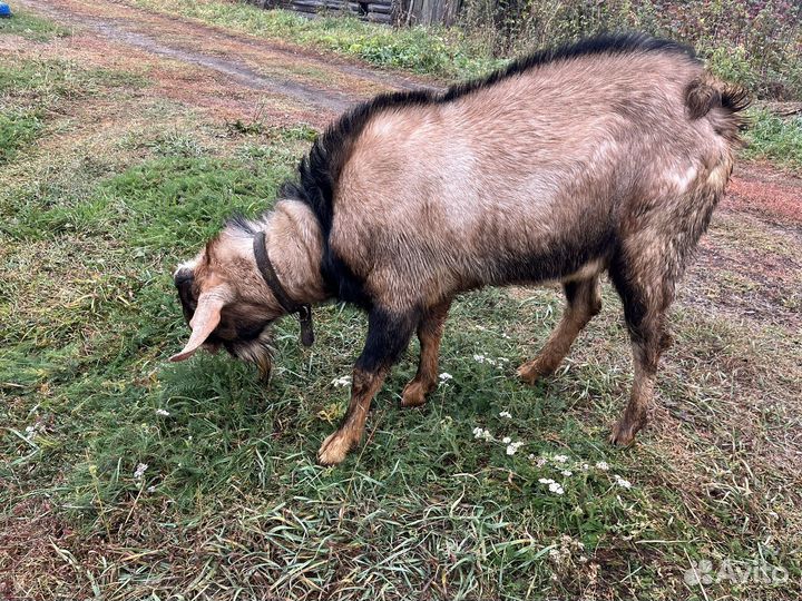 Нубийский козел 04.22 г и козочка 04. 2023 г