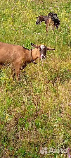 Козы козлята