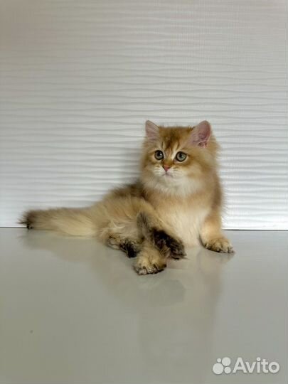 Британские котята