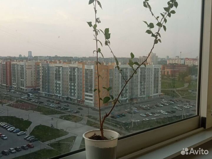 Войлочная вишня саженцы