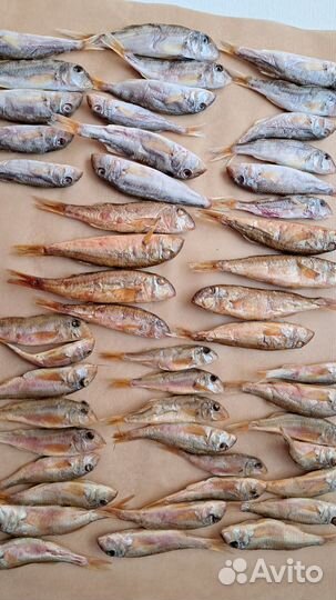 Провессная Барабуля Сарган Луфари Кефали Ставрида