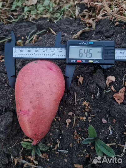 Урожай 2023 Картофель от производителя