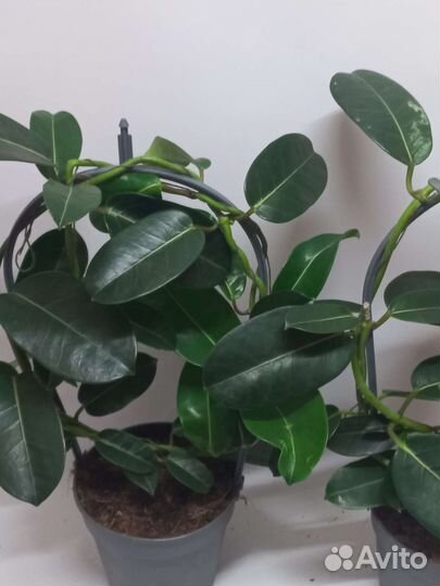 Комнатный жасмин самбак бронь до 30.05