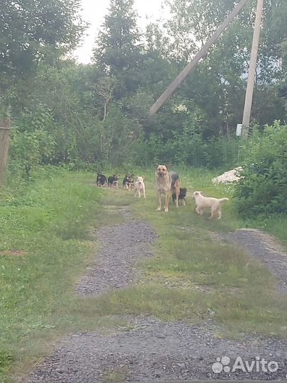 Щенки восточноевропейской овчарки метис
