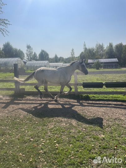 Продам лошадь