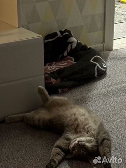 Кошка в добрые ручки