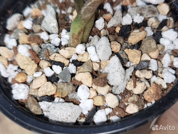 Равен чёрный Замиокулькас