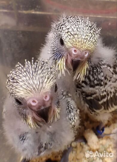 Выкормыши ввп чехи