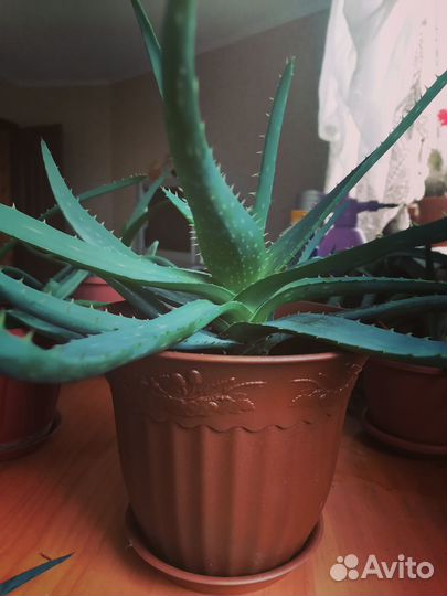 Алое вера лечебный