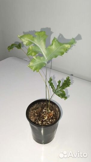 Папоротники