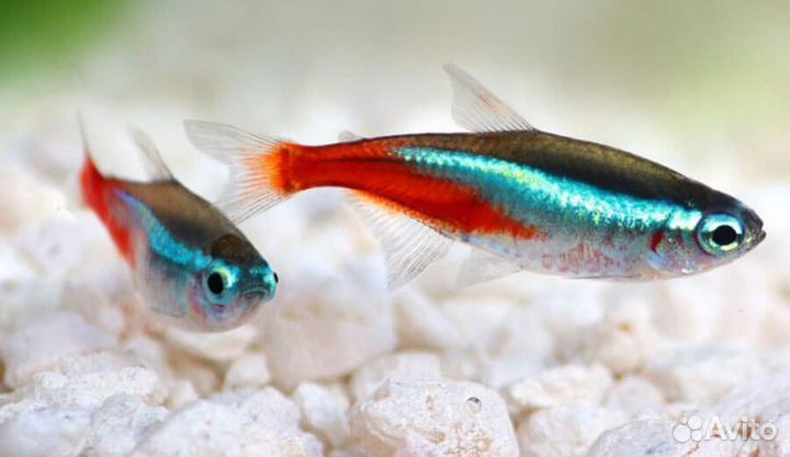 Неон красный, голубой - аквариумная рыбка доставка