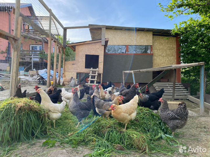 Куры несушки большой выбор