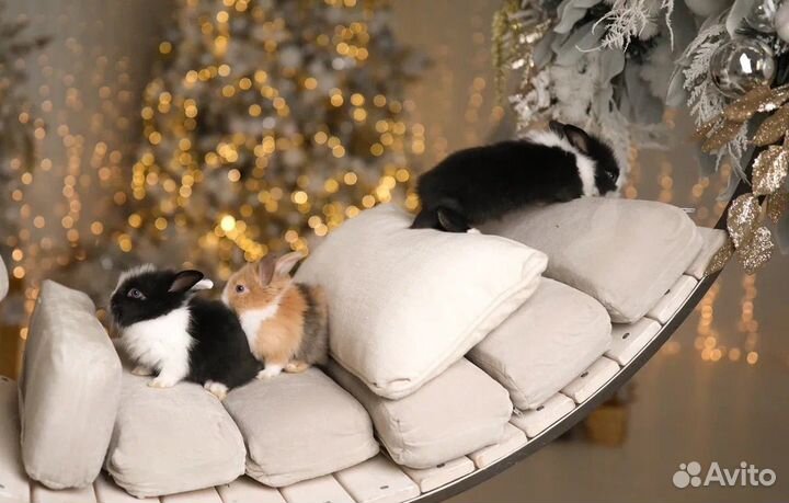 Мини карликовый кролик