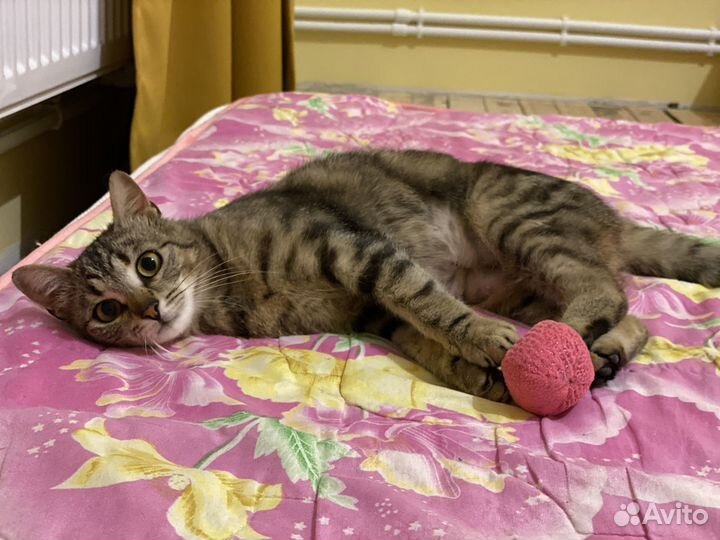 Кошки в добрые руки