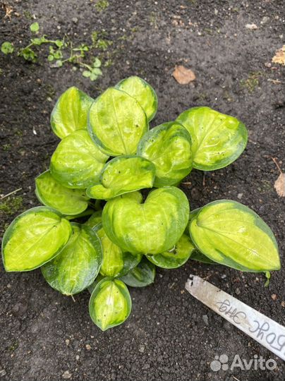 Хоста коллекционные