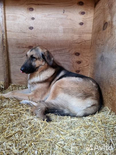 Собаке трусишке нужен дом