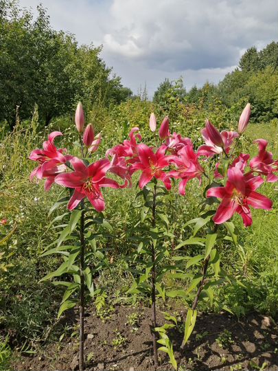 Участок 15 сот. (ИЖС)