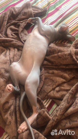 Донской сфинкс вязка