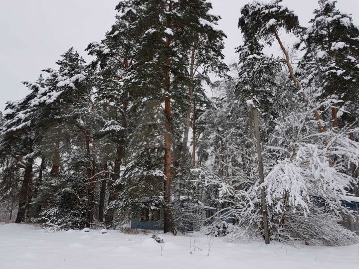 База отдыха 1 га в сосновом бору в Бунырево