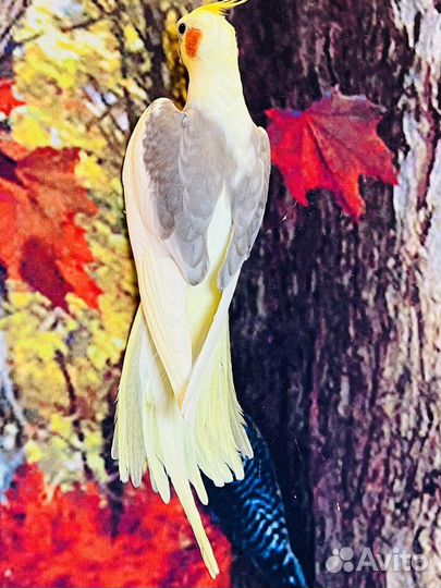 Попугаи корелла