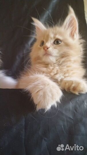 Котята мейн-кун полидакт