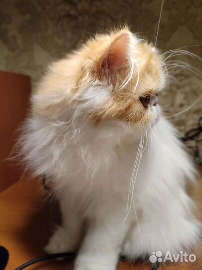 Персидская