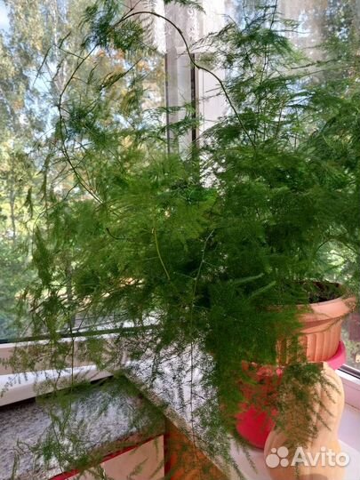 Аспарагусы